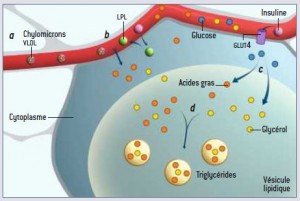 L'adipocyte, cellule de stokage