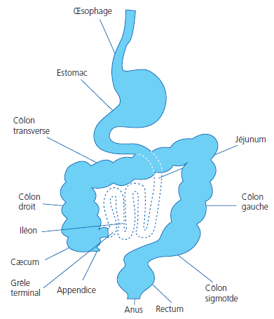 fistules gastro-intestinales