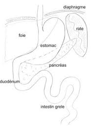 Ablation de la muqueuse gastrique